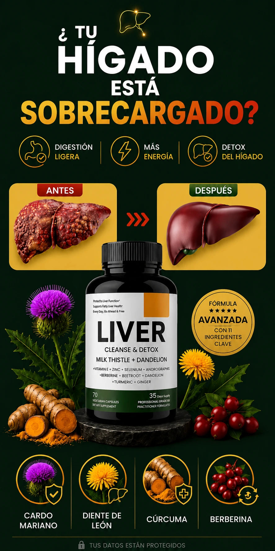 LIVER DETOX PLANTILLA 2